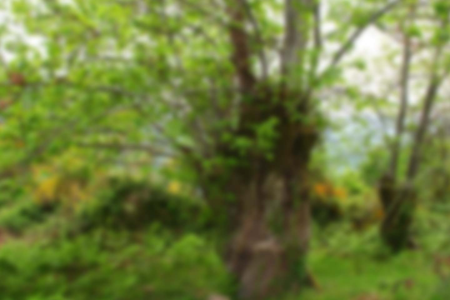 Bosque de Lugh